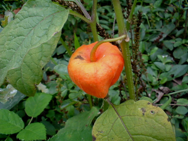 Frutto secco di Alkekengi officinarum (=Physalis alkekengi) (quiz)